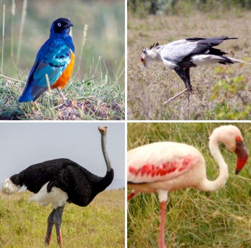 Saving the Birds: Our Unique Black Friday -Cyber Monday-Giving Tuesday Deal