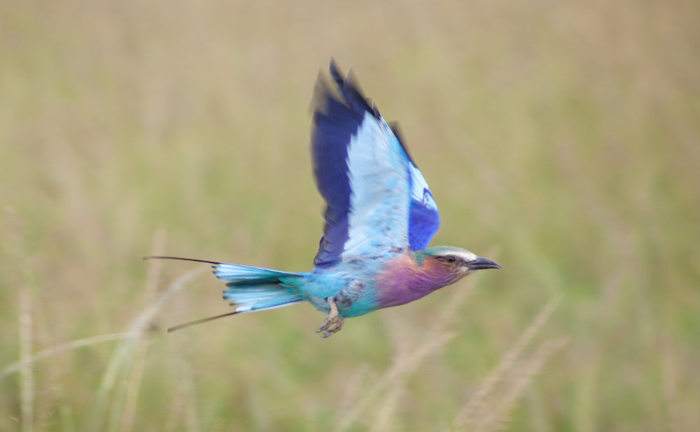 Habari za Wiki - 19 January, 2021