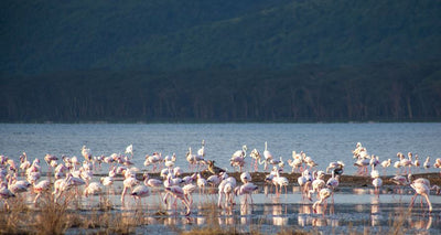 Our trainer collection inspired by the Flamingos of Lake Nakuru